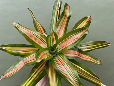 Neoregelia orange striped