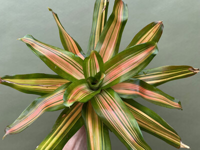 Neoregelia orange striped