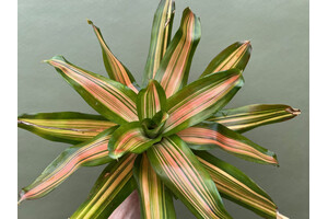 Neoregelia orange striped