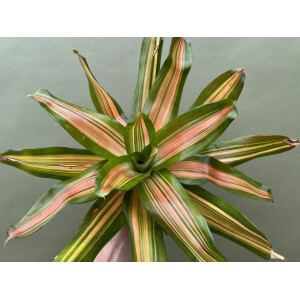 Neoregelia orange striped