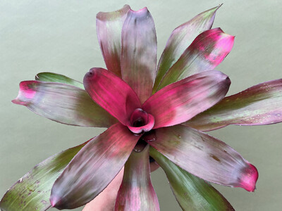 Neoregelia Pink Cloud