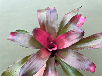 Neoregelia Pink Cloud