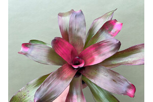 Neoregelia Pink Cloud