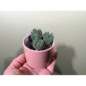 Crassula-Hybr. Buddhas Temple