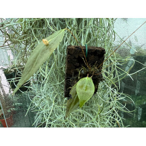 Lepanthes montezumae