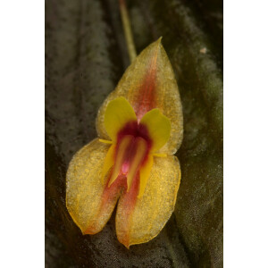 Lepanthes montezumae
