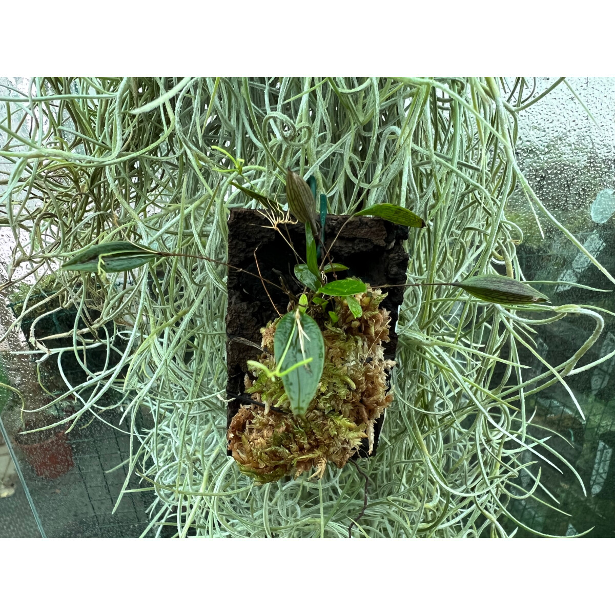 Lepanthes skeleton box