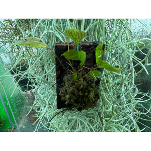 Lepanthes montezumae x posthon