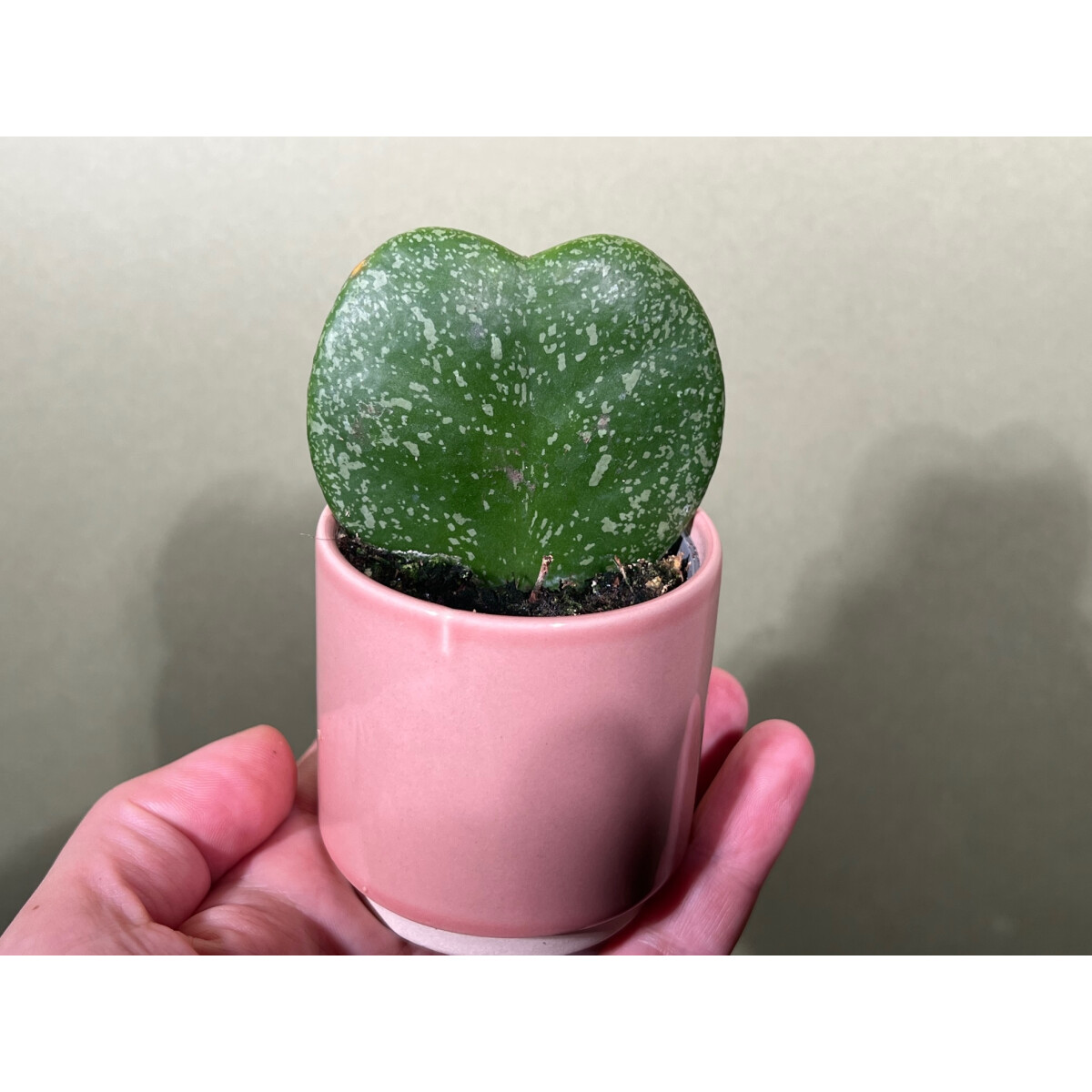 Baby Hoya Kerrii Doppia Foglia A Cuore – Pianta Grassa Viva