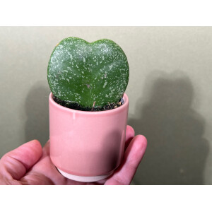 Hoya Kerrii Splash Babyplant