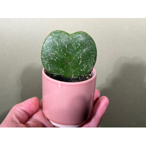 Hoya Kerrii Splash Babyplant