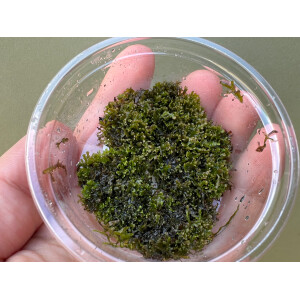 Riccardia sp. chamedryfolia Korallenmoos