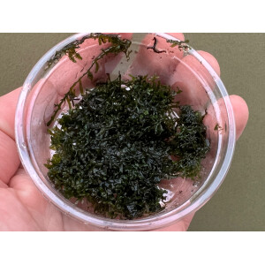 Riccardia sp. chamedryfolia Korallenmoos