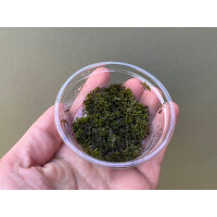 Riccardia sp. chamedryfolia Korallenmoos