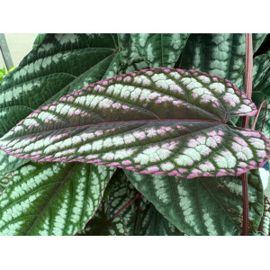 Cissus discolor Ableger