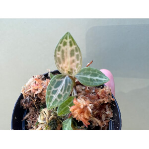 Goodyera schlechtendaliana