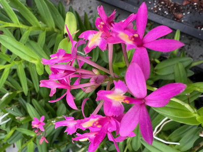 Epidendrum pink