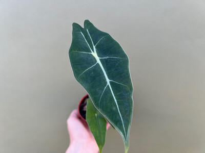 Alocasia Longiloba Watsoniana