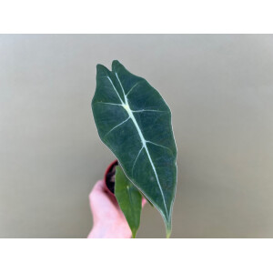Alocasia Longiloba Watsoniana