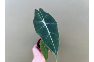 Alocasia Longiloba Watsoniana