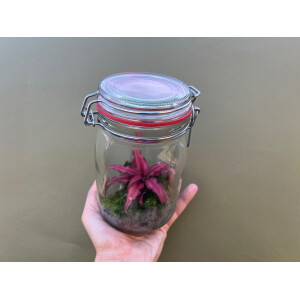 Mini Flaschengarten, mini Ökosystem