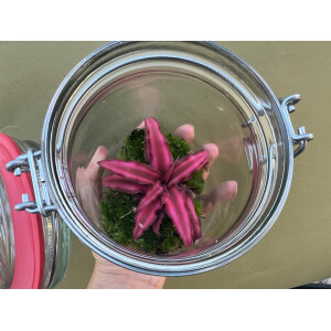 Mini Flaschengarten, mini Ökosystem