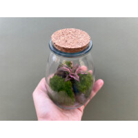 Mini Flaschengarten, mini Ökosystem