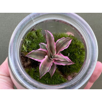 Mini Flaschengarten, mini Ökosystem