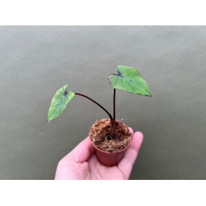 Colocasia Pharaohs Mask Babyplant