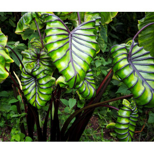 Colocasia Pharaohs Mask Babyplant