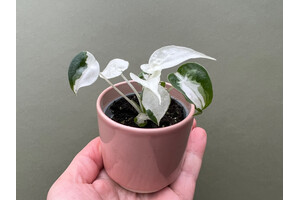 Alocasia Cucullata Variegata