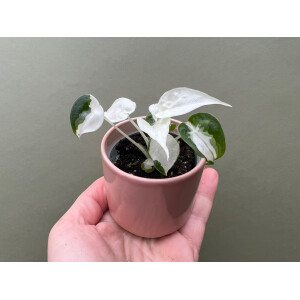 Alocasia Cucullata Variegata