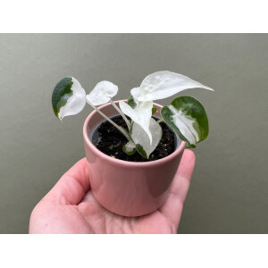 Alocasia Cucullata Variegata