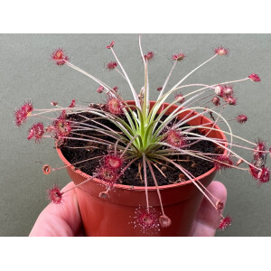 Drosera paradoxa