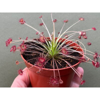 Drosera paradoxa