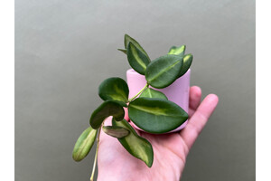 Hoya Burtoniae Variegata Babyplant