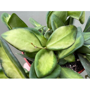 Hoya Burtoniae Variegata Babyplant