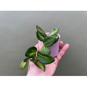 Hoya Burtoniae Variegata Babyplant