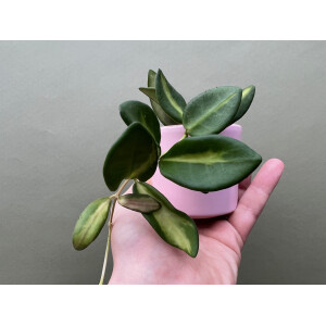 Hoya Burtoniae Variegata Babyplant