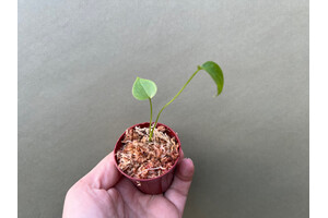 Anthurium rubrinervium Babyplant