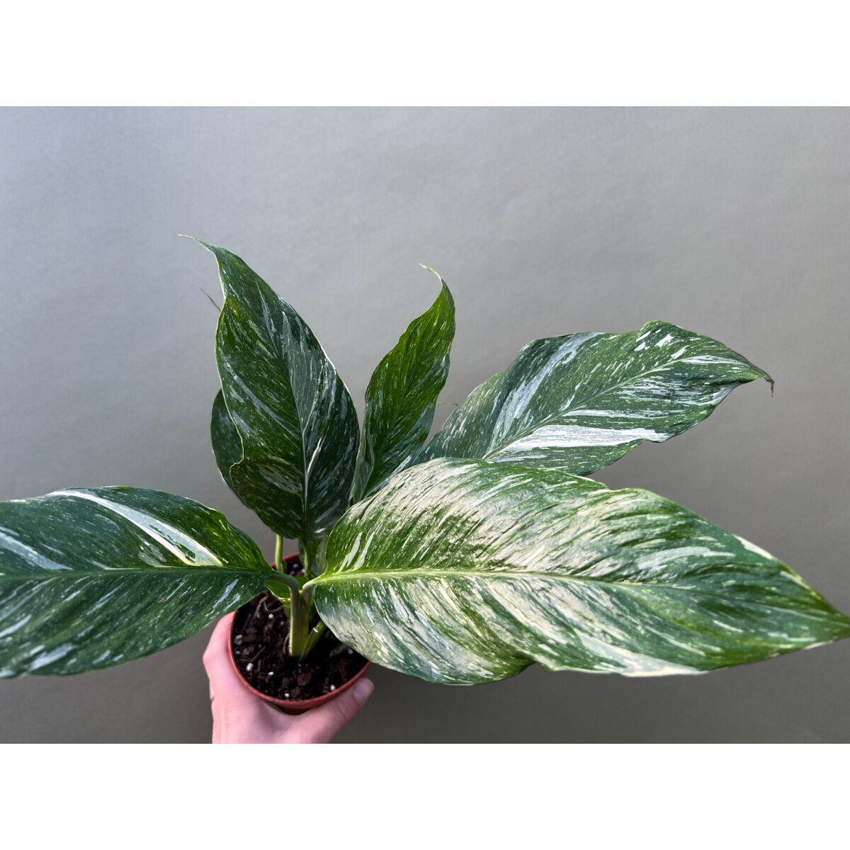 Spathiphyllum Diamond variagata