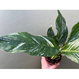 Spathiphyllum Diamond variagata
