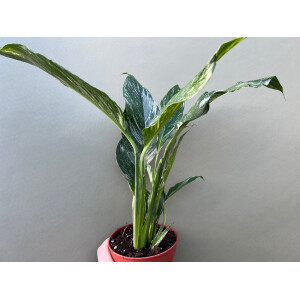 Spathiphyllum Diamond variagata