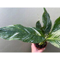 Spathiphyllum Diamond variagata