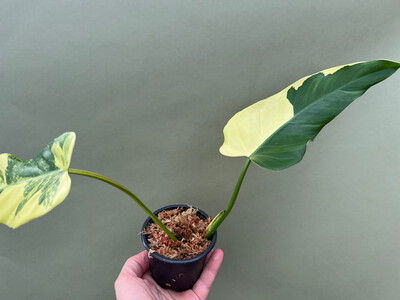 Philodendron domesticum Variegated Cutting
