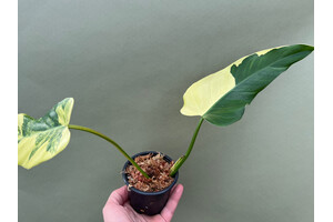 Philodendron domesticum Variegated Cutting