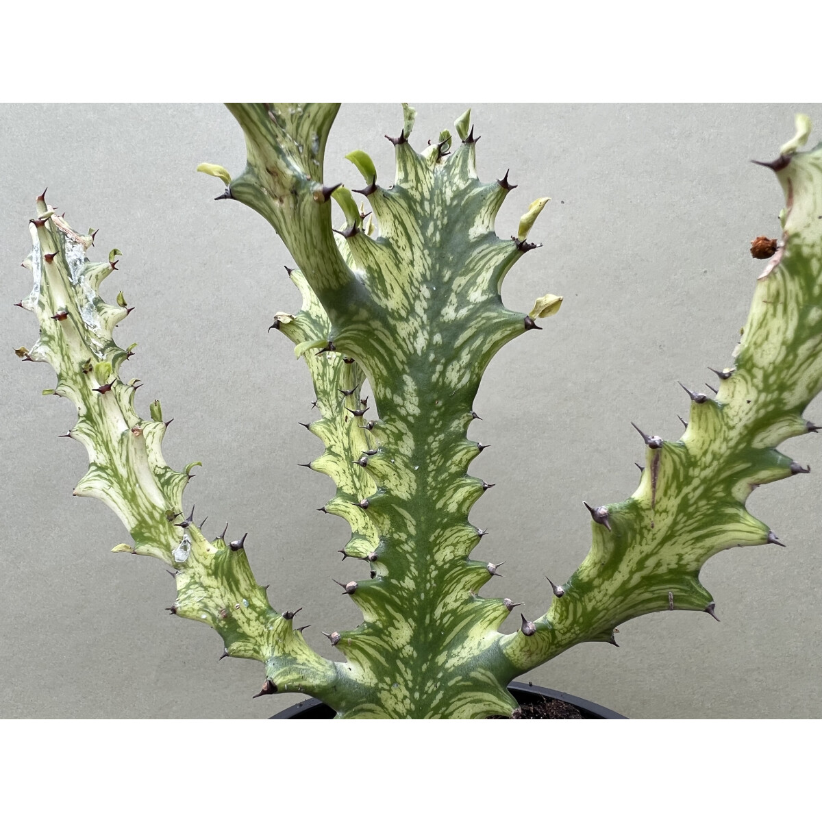 Pequeña Planta De Cactus Suculenta Euphorbia Trigona Variegata De 8 Cm | Fácil De Cuidar Y Resistente