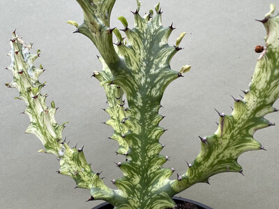 Euphorbia trigona variegata XL Cutting