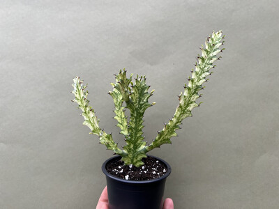 Euphorbia trigona variegata XL 