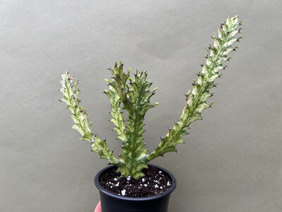 Euphorbia trigona variegata 